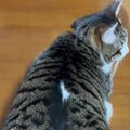 机の上でくつろぐ猫→『しっぽ』を見ると……可愛すぎる『動き』に笑顔になる…