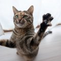 猫が『手を攻撃してくる』のはなぜ？考えられる3つの理由　やめさせた…