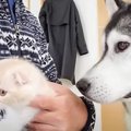 『ハスキー犬に育てられた子猫』が成長した結果…"2年後の光景&qu…