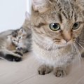 『子猫の日常』を撮影してたら…ママ猫が見せた行動が微笑ましいと5万3…