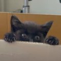 声も出せないほど『衰弱していた子猫』を保護した結果…心温まる『120日間…