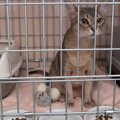 猫が「ペットホテル」で過ごすときの4つの心理　アフターフォローの方…