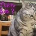 山盛りの新しいキャットフード！気に入ってくれるかな…？