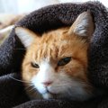 猫は『寒さに弱い』のは本当？そう言われる理由と、効果的な冬の寒さ対策3案