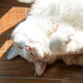 猫はなぜ『へそ天』をするの？3つの心理	