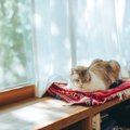 猫が『認知症』になると表れる初期症状5つ　見逃しがちなサインや進行を遅…