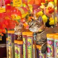「猫をレンタルしませんか」　ペットショップの新サービスに、動物保護団…