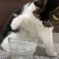 なんだこれは？氷を見た親子猫の反応が可愛すぎる♡