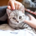 猫に嫌われてしまうNG行動５選！コレをする飼い主は愛猫から好かれな…