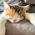 前足を伸ばして眠る生後４ヶ月のネコ→６歳になった結果…悶絶級の『愛…