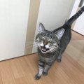 よく鳴く猫が思っていること３つ