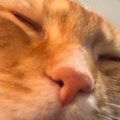 「想像のかなり斜め上ｗ」眠っている猫を間近で観察していると…衝撃の光景…