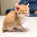 元気に遊んでいた子猫→まさかの場所で『睡魔』に襲われて……天使のよう…