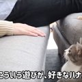 もうすぐ1歳を迎える猫ちゃんのお気に入りの遊び