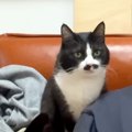 飼い主のことが大大大好きな猫→愛が重すぎて…まさかの『背後霊みたいにな…