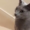 廊下に座っていた猫たち→パパの『鼻歌』が聞こえてきた結果…まさかの反応…
