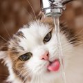 猫の体が『水分不足』を起こしているときのサイン4つ　命に関わる危険性か…