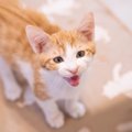 猫が『ウロウロ歩きながら鳴く』のはなぜ？病気？考えられる3つのケース