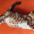 猫が『ダイエット』すべきタイミング4つ！肥満と判断するポイントとは