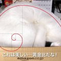 『黄金比』無理矢理箱に入る猫が芸術的