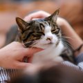 猫が飼い主の『顔近くで喉を鳴らす』理由3つ