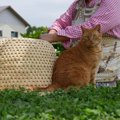 猫ちぐらについて 値段やその魅力、自作する方法とは