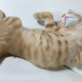 野生を忘れた猫が油断し過ぎ？！ヘソ天にゃんこ大集合！