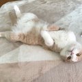 猫がウキウキしちゃう３つのこと