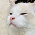 寝ぼけた猫がするおもしろ行動４つ