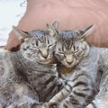 好みが違う、横取り…多頭飼いの猫の食事対策３つ