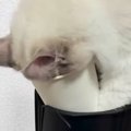 紙コップに顔を突っ込んで『遊んでいたネコ』→様子を見ていると…「すごい…
