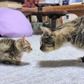 先輩猫と子猫の距離は縮まるか！？瀕死だった子猫が家族として受け入…