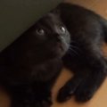 ソファの下にいた『生後1か月の子猫』→まるで忍者のような『可愛すぎる走…