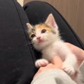 膝の上にいる三毛子猫のお腹を撫でていたら…まさかの『天使すぎる瞬間…