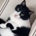 階段で『出待ち』していたネコ…飼い主が通り過ぎた瞬間に始まった『まさか…