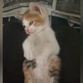 出会ってから4時間しか経っていないのに…保護子猫が見せた『尊すぎる行動…