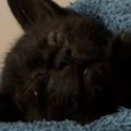 保護子猫に目薬をさそうとしたら→眠気に襲われたようで…『尊すぎる光…
