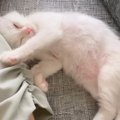 子猫が寝ている間に黙っていなくなってみたら…尊い反応に『て、天使だ…