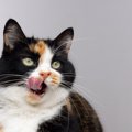 猫が自分の『鼻を舐めている』3つの理由　不安を抱えているかも？考えられ…