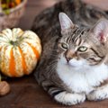 猫はくるみを食べても大丈夫？リスクや食べた時の対処法