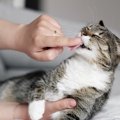 猫が『信頼している人』にする行動5つ♪あなたの愛猫はいくつ当てはま…