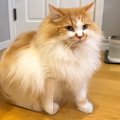 もうすぐ５歳になるネコ→虫かごに入りたくて…強引すぎる『いまだに自分の…