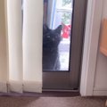 『突然家に現れた野良の黒猫』を追い払って３か月後…まさかの光景に涙が止…