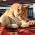 猫が自分のおしりを舐める理由４つと対処法