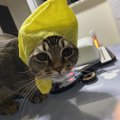 飼い主だけが知っている！猫の笑える行動５つ