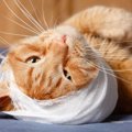 飼い猫の頭蓋骨を削って「豆粒大の腫瘍」を取り出す難しい手術が、無…