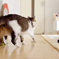 家の掃除をするパパとママ→２匹の元野良猫がどこにでもついてきて…愛…