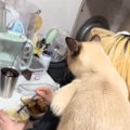 料理をしていると、猫が背中に乗ってきて…飼い主さんを『見守る様子』が可…