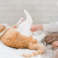 日頃のスキンシップでできる愛猫の健康チェック 見るべき「部位」を解説