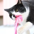 猫の寿命を延ばそう！長生きさせる５つの秘訣